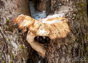 25   DP996G-Oyster-Mushroom.jpg